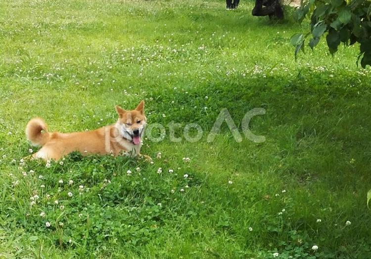 木陰で休む柴犬 犬,哺乳動物,動物の写真素材