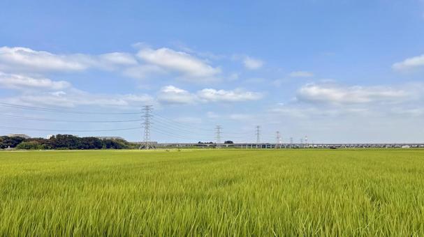 Photo, power tower, steel tower, paddy field, 