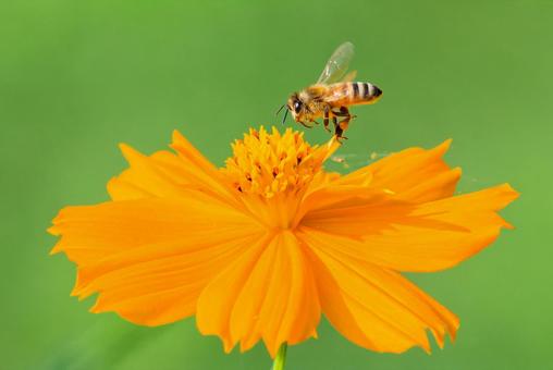キバナコスモスとセイヨウミツバチ キバナコスモスとセイヨウミツバチ セイヨウミツバチ,西洋蜜蜂,ミツバチの写真素材