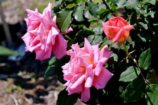 薔薇 ウエストミンスター 薔薇 ウエストミンスター 薔薇,ウエストミンスター,花の写真素材