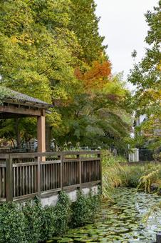 東家 東家,池,公園の写真素材