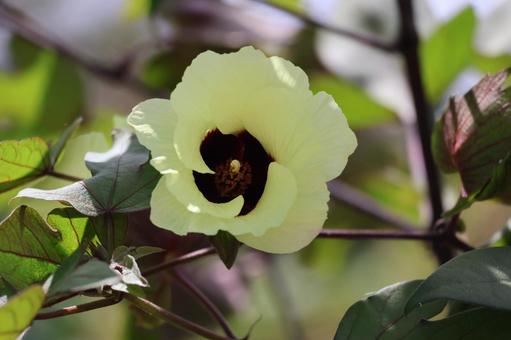 薄黄色の花びらの綿の花のアップ 薄黄色,花びら,綿の写真素材