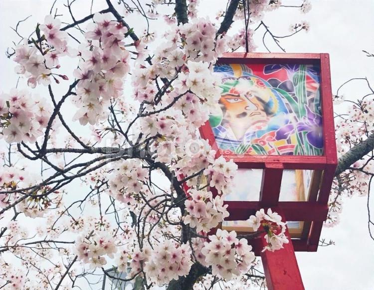 桜の季節 桜,ピンク,灯篭の写真素材