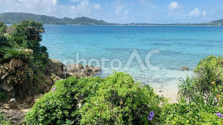 南の島の植物と海 自然,青空,海の写真素材