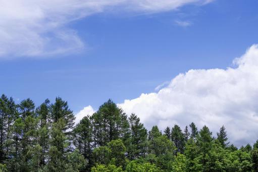 新緑と青空 新緑と青空 青空,新緑,木々の写真素材