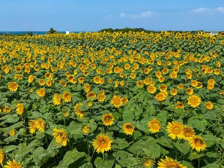 長井海の手公園ソレイユの丘　ひまわり畑 ソレイユの丘,向日葵畑,ヒマワリの写真素材