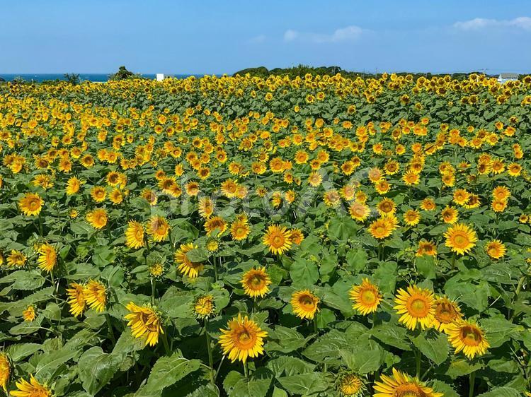 長井海の手公園ソレイユの丘　ひまわり畑 ソレイユの丘,向日葵畑,ヒマワリの写真素材