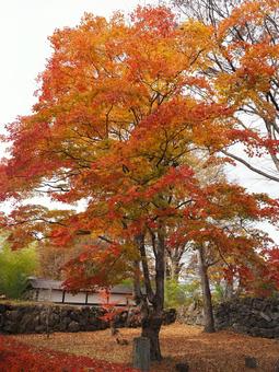 紅葉 紅葉の写真