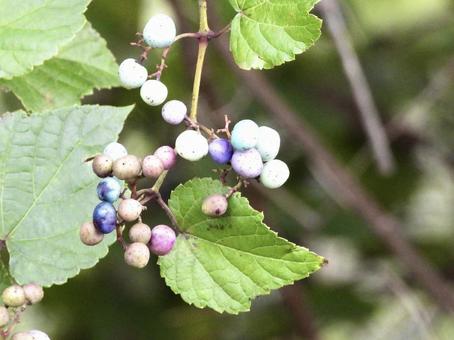 実のなる木 実のなる木 植物,実,川辺の写真素材