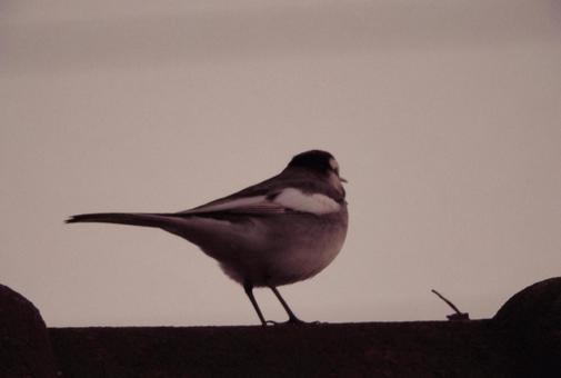 前を見つめる鳥 前を見つめる鳥の写真
