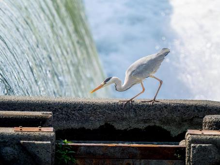 水辺のアオサギ 水辺のアオサギの写真