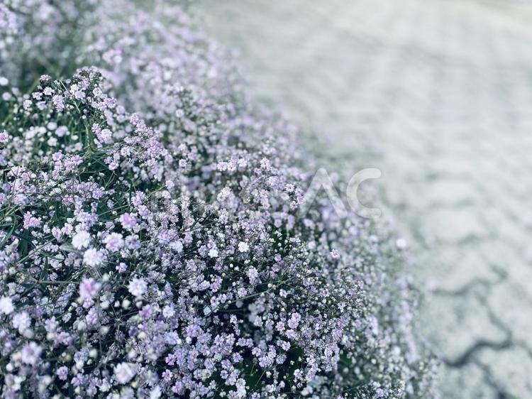 かすみ草と石畳 かすみ草,花,ピンクの写真素材