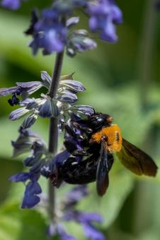 Photo, bee, cute, tiny, 