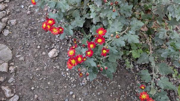 シマカンギク シマカンギク,菊,キクの写真素材