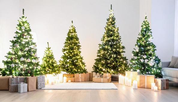 たくさん並んだクリスマスツリー たくさん並んだクリスマスツリーの写真