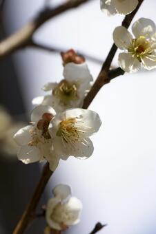 梅の花 梅,梅の花,花の写真素材
