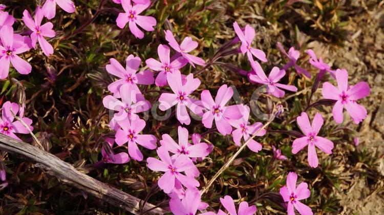 芝桜 花,ピンク,野花の写真素材
