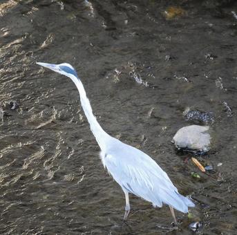 サギ サギ サギ,さぎ,川の写真素材