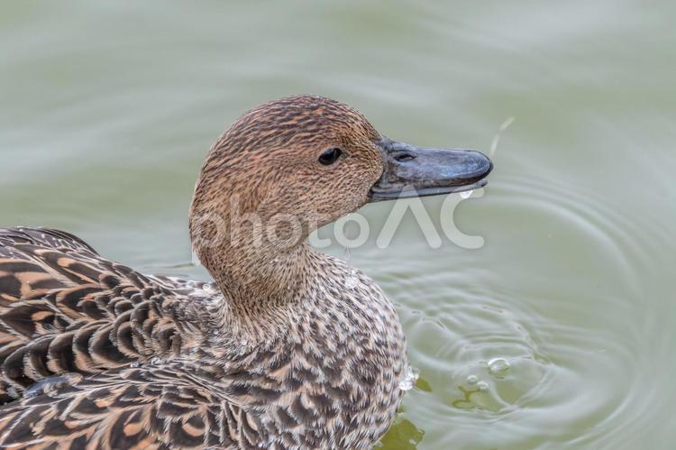 水辺で水を飲むヒドリガモの雌 ヒドリガモ,鳥,野鳥の写真素材