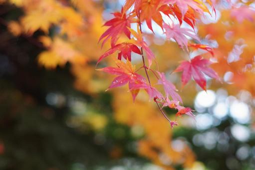 紅葉 紅葉,もみじ,秋の写真素材