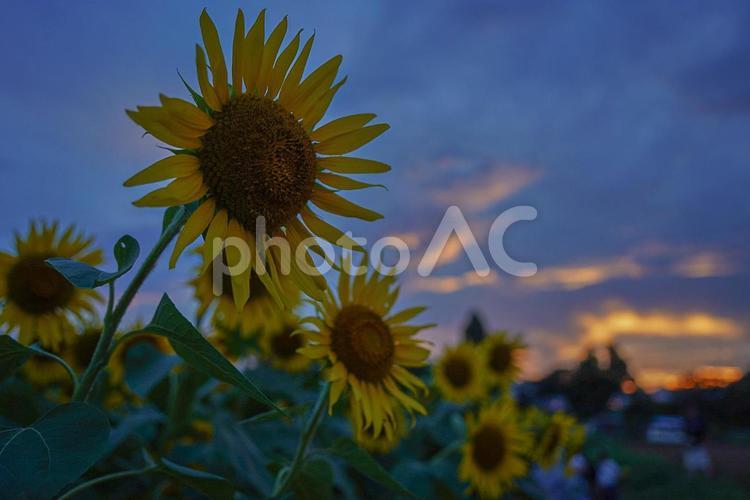 夕焼けとひまわり畑 夕焼け,ひまわり,夏の写真素材