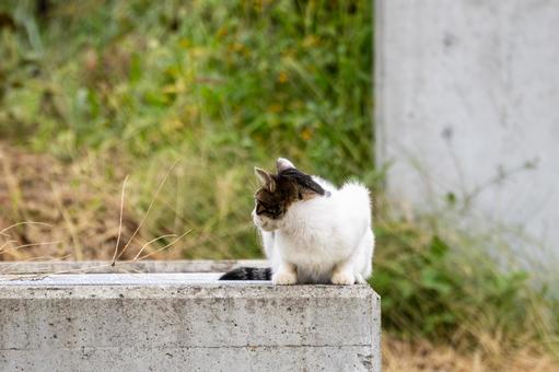 猫(251) 猫(251)の写真