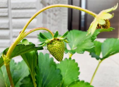 熟していない緑の苺（横） 苺,実っていない,未熟の写真素材