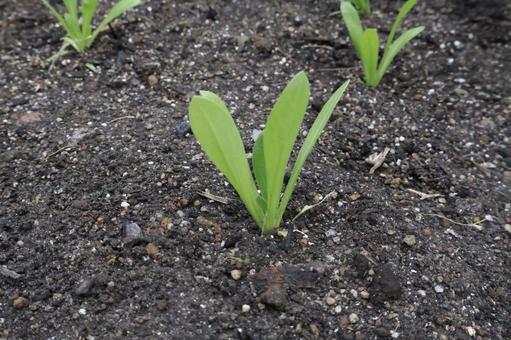 キンセンカの新芽　苗植え付け　冬～春の花 キンセンカ,カレンデュラ,苗の写真素材