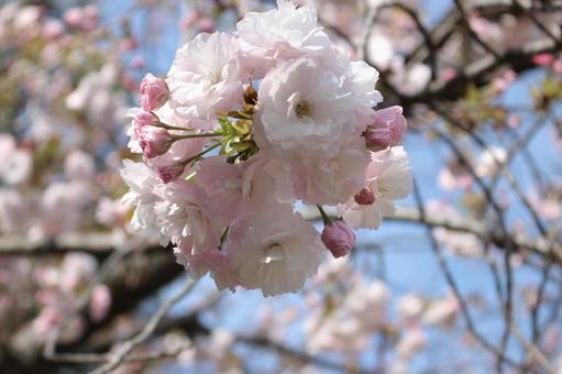 桜 桜の写真