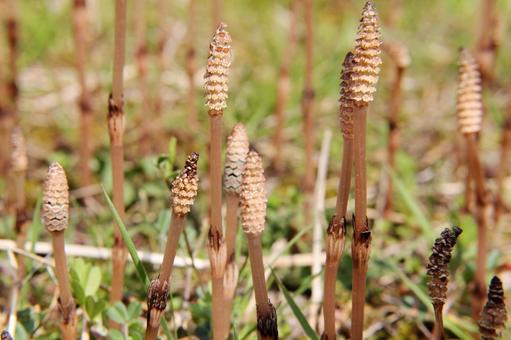 ツクシの風景 ツクシの風景 シダ植物,胞子茎,ハカマの写真素材