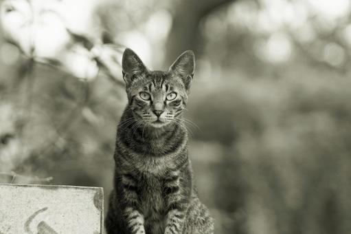 猫のモノクロポートレートの写真