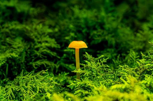 幻想的な小さなキノコ 幻想的な小さなキノコ キノコ,小さい,木の子の写真素材