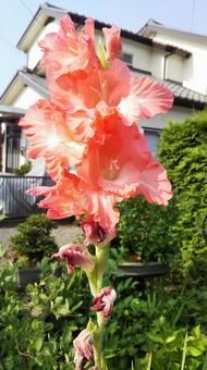 鮮やかな花 鮮やかな花の写真