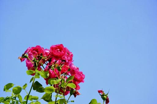 バラと青空 バラ,青空,花の写真素材