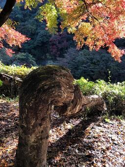 秋葉停產線死樹 秋葉停產線死樹