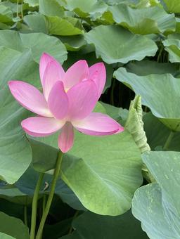 照片, 蓮花, 初夏, 晴天, 