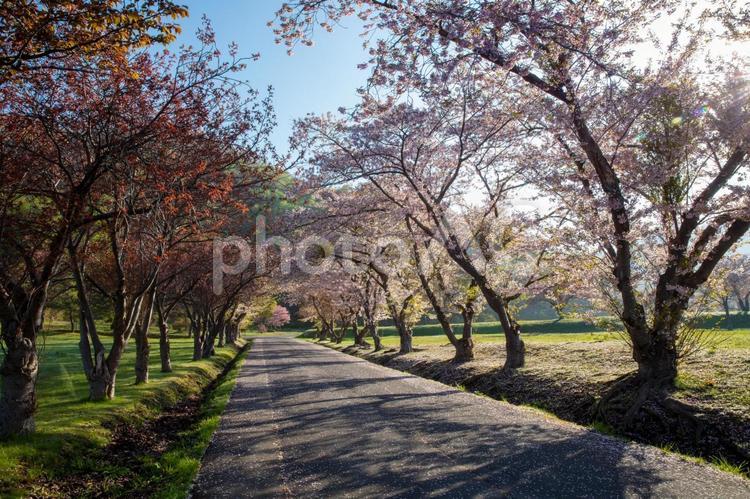 桜並木 アウトドア,並木,北海道の写真素材