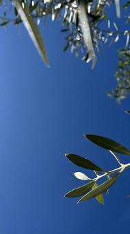 青空とオリーブの木の、コピースペース オリーブ,青空,木の枝の写真素材