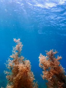 Seaweed Forest, JPG Seaweed Forest, JPG