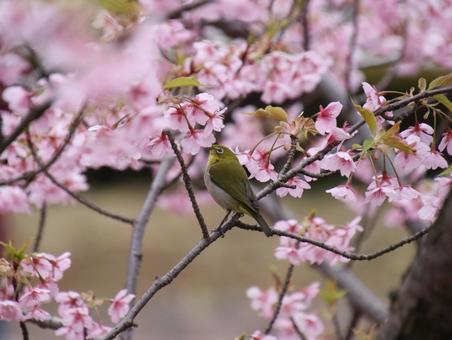 花の香りを嗅ぐメジロ。 花の香りを嗅ぐメジロ。 メジロ,野鳥,小鳥の写真素材