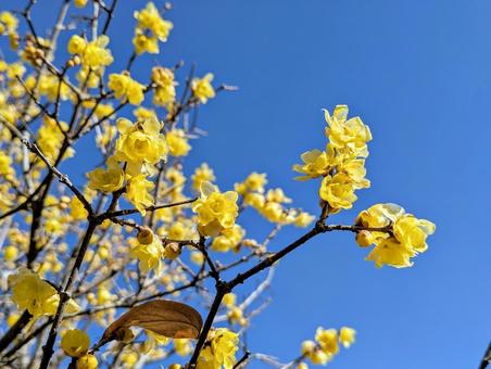 Sky and Wintersweet, JPG Sky and Wintersweet, JPG