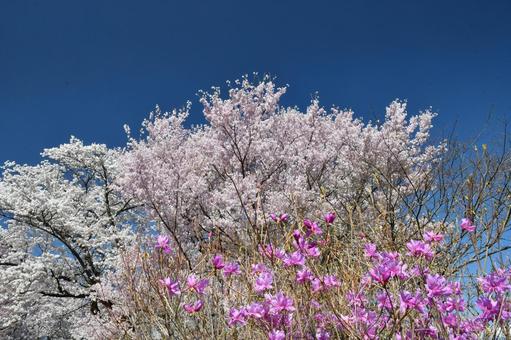 大草城址公園 青空と桜 大草城址公園 青空と桜の写真