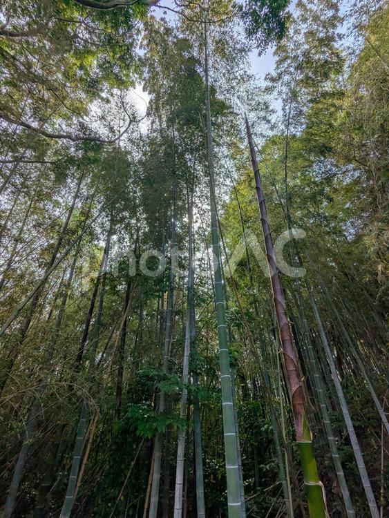 竹林から空を見上げる 竹林,竹,林の写真素材