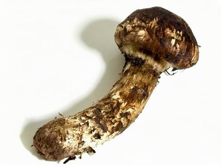 松茸 松茸,きのこ,食べ物の写真素材