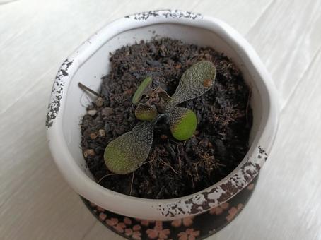枯れた金のなる木 枯れた金のなる木の写真