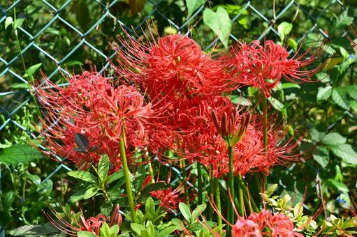 Photo, স্বাভাবিকভাবে, ফুল, গাছের পাতা, 