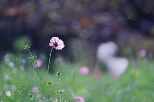 輝く緑の中のコスモスの花 輝く緑の中のコスモスの花 コスモス,秋,花の写真素材