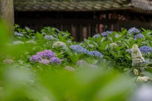 指扇アジサイまつり2025年 指扇アジサイまつり2025年 アジサイ,紫陽花,花の写真素材
