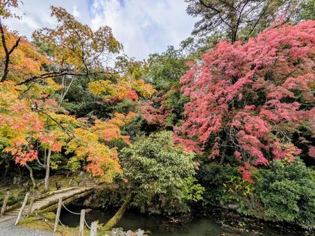 龍野公園の紅葉に癒される3 龍野公園の紅葉に癒される3 紅葉,もみじ,秋の写真素材