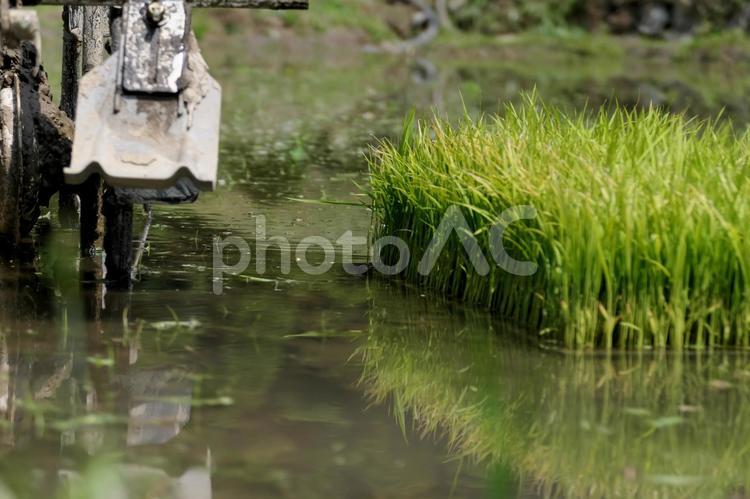 水田で田植えを待つ稲の苗 自然,池,川の写真素材